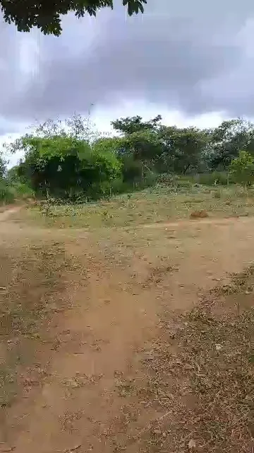 Terrain plat d'Afanétouana traversé par une piste de terre