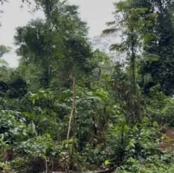 Végétation dense sur le terrain de Ndangueng