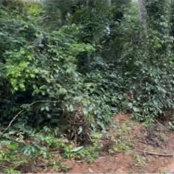 Autre vue de la végétation sur le terrain de Ndangueng
